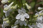 Lowland beardtongue