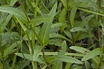 Lowland beardtongue