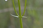 Lowland beardtongue