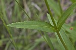 Lowland beardtongue