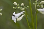 Lowland beardtongue