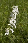 Lowland beardtongue