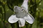 Lowland beardtongue