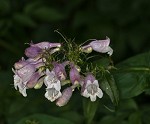 Longsepal beardtongue