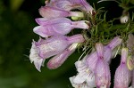 Longsepal beardtongue