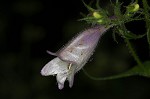 Longsepal beardtongue