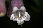 Longsepal beardtongue