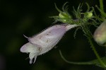 Longsepal beardtongue