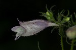 Longsepal beardtongue