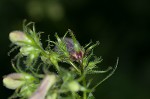 Longsepal beardtongue