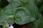 Longsepal beardtongue