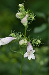 Longsepal beardtongue