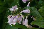 Longsepal beardtongue