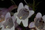 Longsepal beardtongue