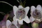 Longsepal beardtongue