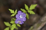 Fernleaf phacelia