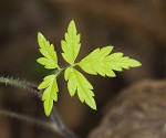 Fernleaf phacelia