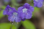 Fernleaf phacelia