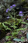 Fernleaf phacelia