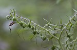 Fernleaf phacelia