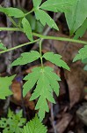 Fernleaf phacelia