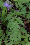 Fernleaf phacelia