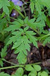 Fernleaf phacelia