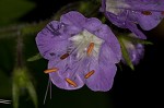 Fernleaf phacelia