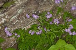 Fernleaf phacelia