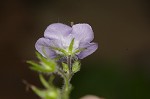 Fernleaf phacelia