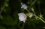 Fernleaf phacelia