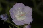 Fernleaf phacelia