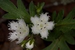 Fringed phacelia