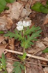 Fringed phacelia