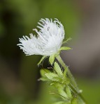 Fringed phacelia