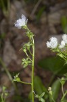 Fringed phacelia