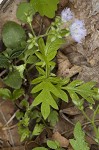 Fringed phacelia