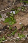 Fringed phacelia