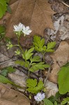 Fringed phacelia