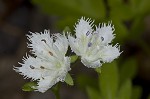 Fringed phacelia