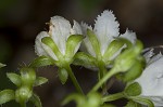 Fringed phacelia