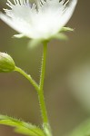 Fringed phacelia