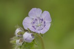 Spotted phacelia