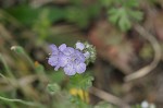 Spotted phacelia