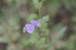 Spotted phacelia