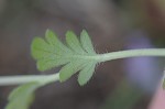 Spotted phacelia