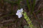 Prairie phacelia