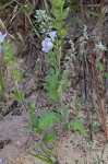 Prairie phacelia