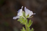 Prairie phacelia