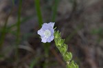 Prairie phacelia